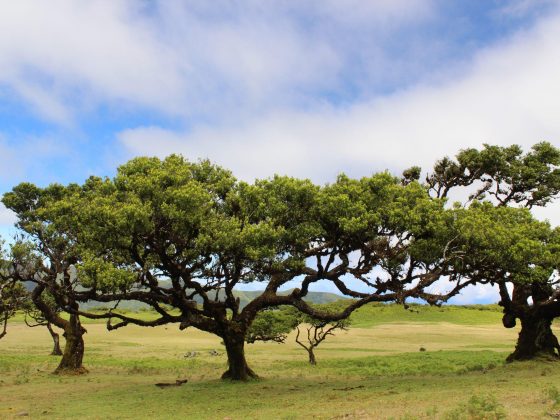 Vereda – Fanal & Praia do Seixal